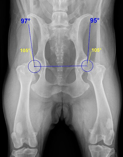 Abschätzung des Schweregrades einer Hüftgelenksdysplasie (Rottweiler). Die gelben Schenkel geben den minimalen Grenzwert für HD-Freiheit, die blauen Schenkel den tatsächlichen Winkel an. Ein blauer Kreis markiert jeweils den Oberschenkelkopf.